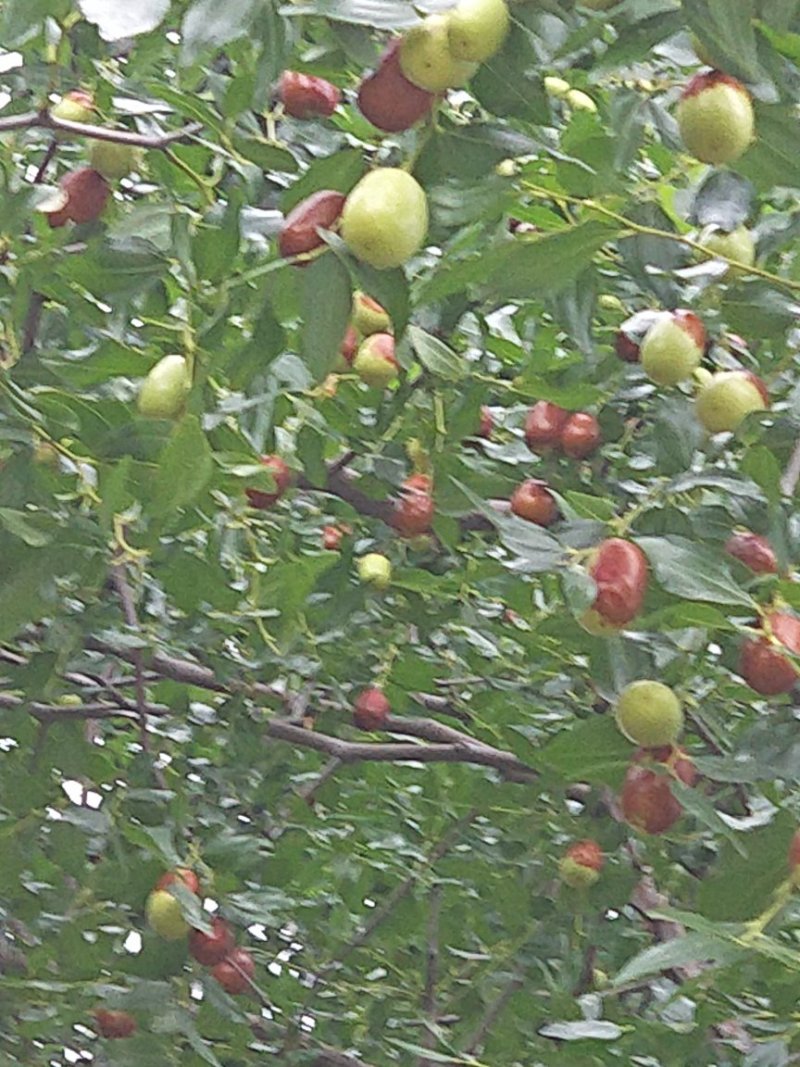 朝阳脆枣