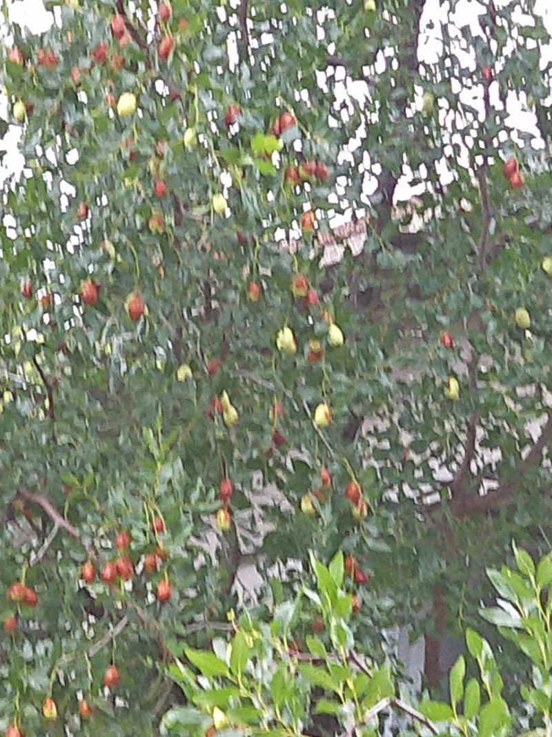 朝阳脆枣