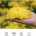 菊花茶