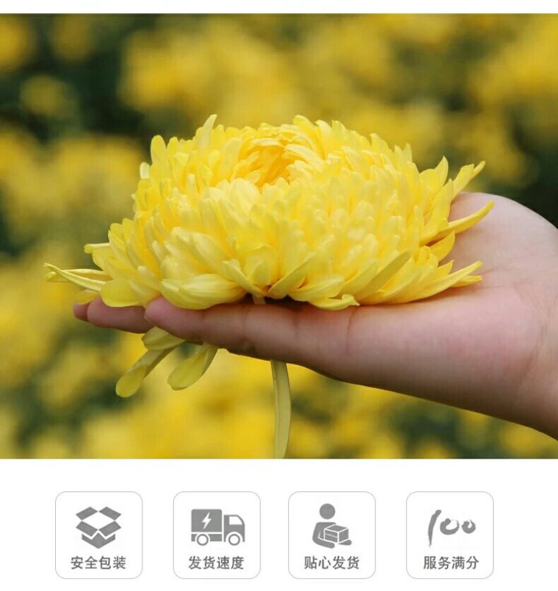 菊花茶