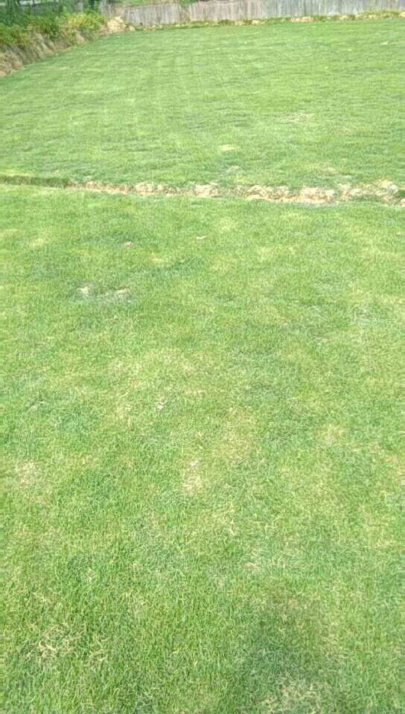 马泥拉草皮