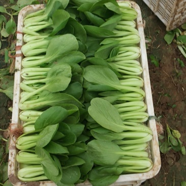 常年供应，精品上海青，小油菜，对接各大超市，电商，，食堂