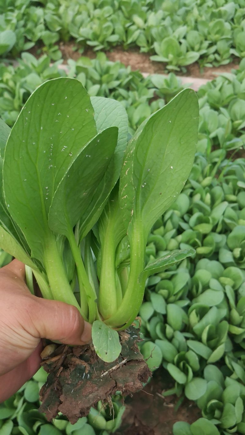 常年供应，精品上海青，小油菜，对接各大超市，电商，，食堂