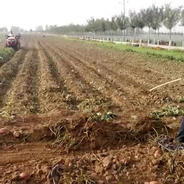 红薯粉皮