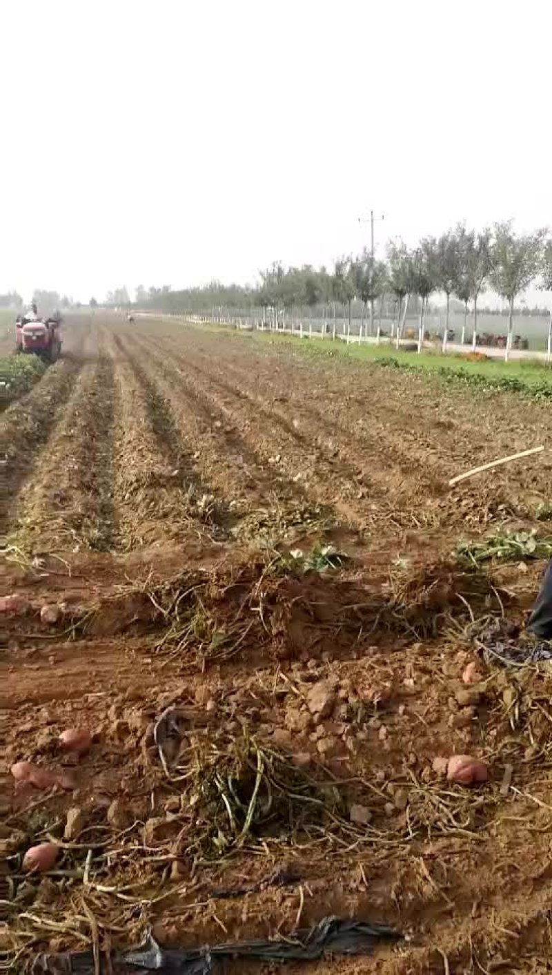 红薯粉皮
