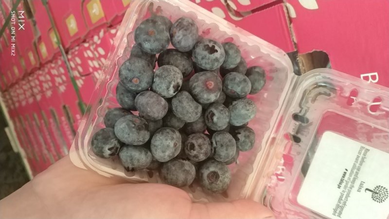 蓝莓10~12mm以上鲜果