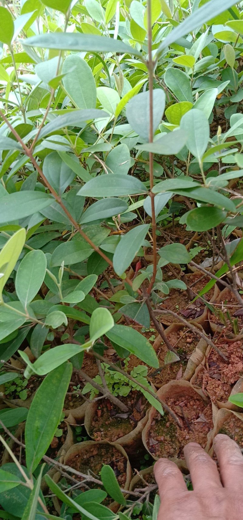 桃金娘杯苗又名山稔子