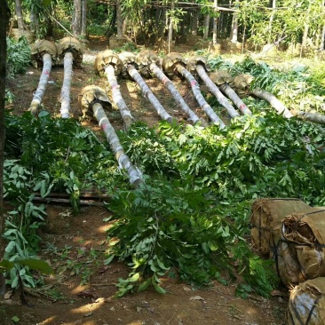 仪花九分到十四公分有老板看上请联系我