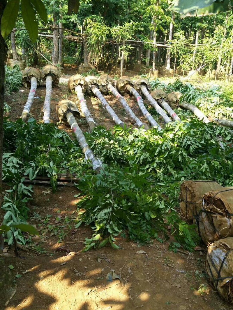 仪花九分到十四公分有老板看上请联系我