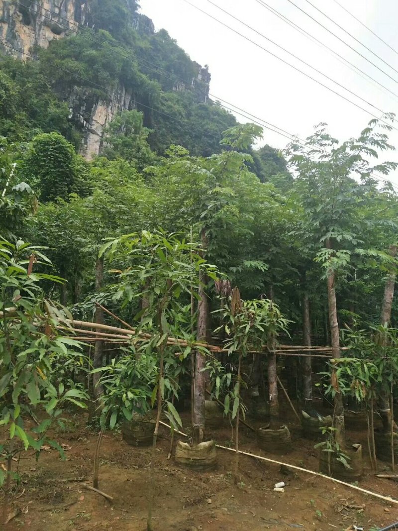 仪花九分到十四公分有老板看上请联系我