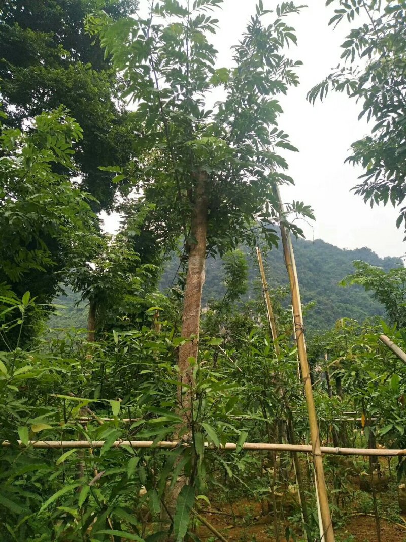 仪花九分到十四公分有老板看上请联系我