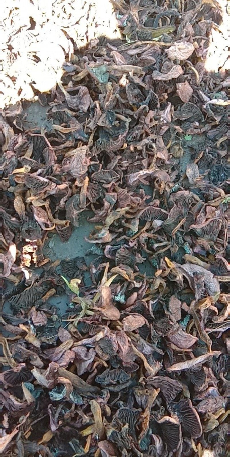 野山菌