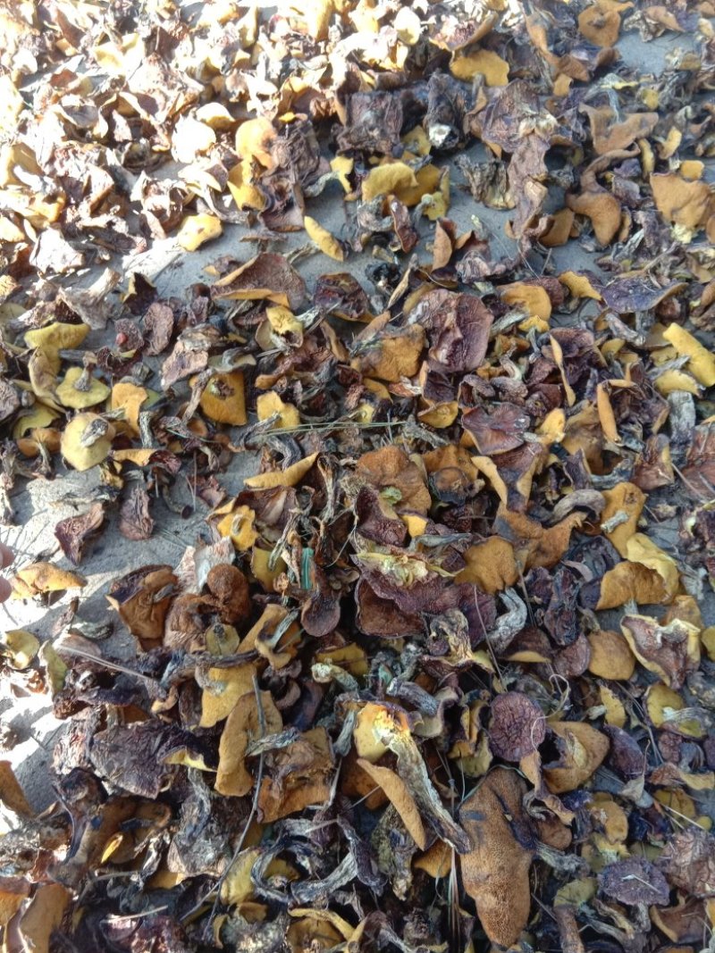 野山菌