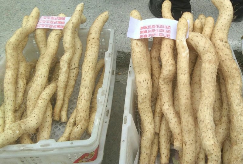 哪嘛坪原生态山药一（花山仔）