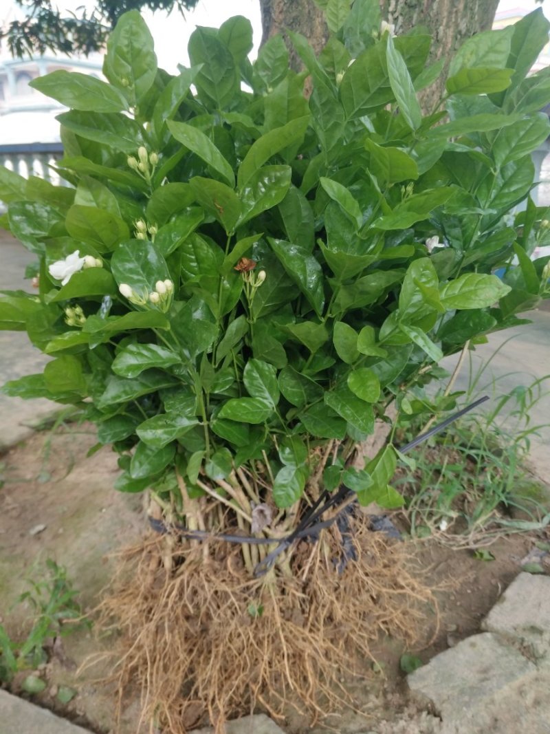 广西两年茉莉花苗带花苞发货纸箱包装发货货好