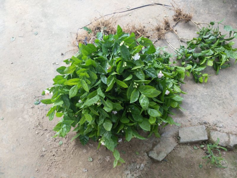 广西两年茉莉花苗带花苞发货纸箱包装发货货好