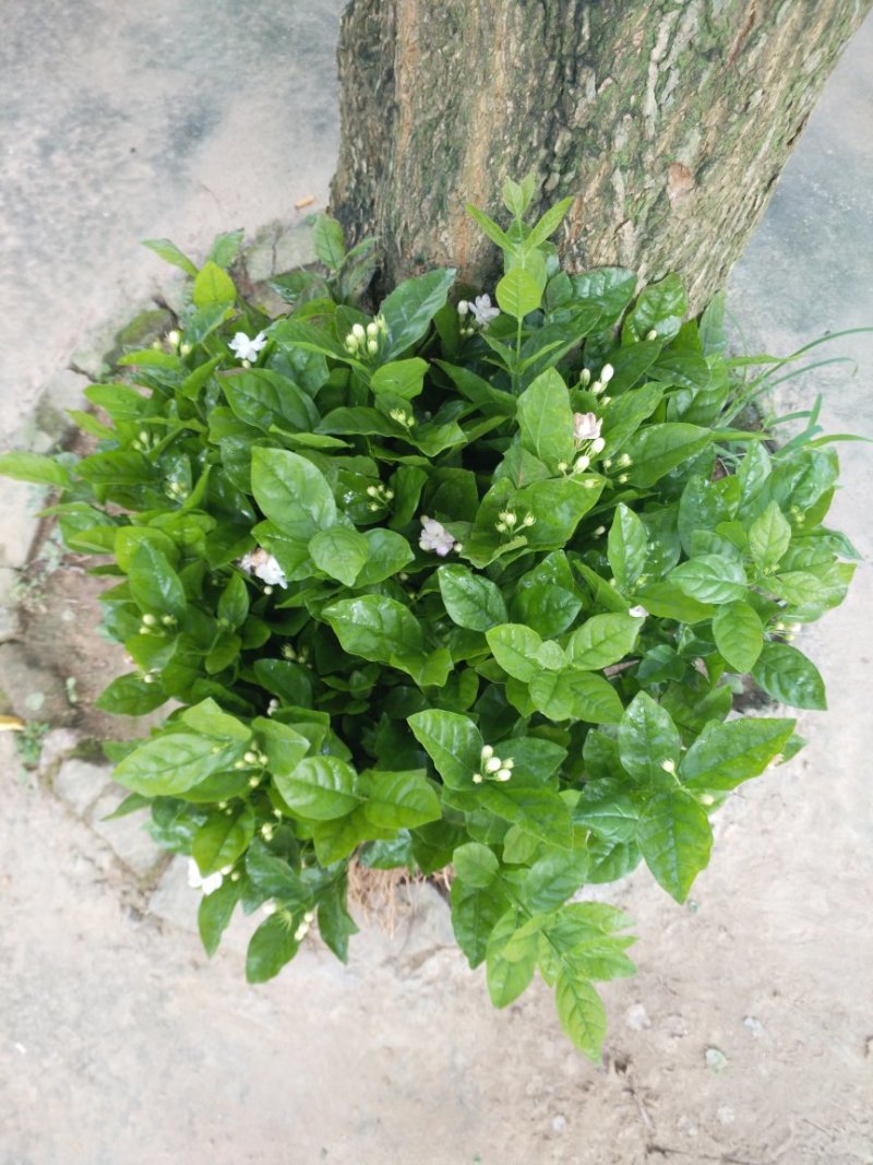 广西两年茉莉花苗带花苞发货纸箱包装发货货好