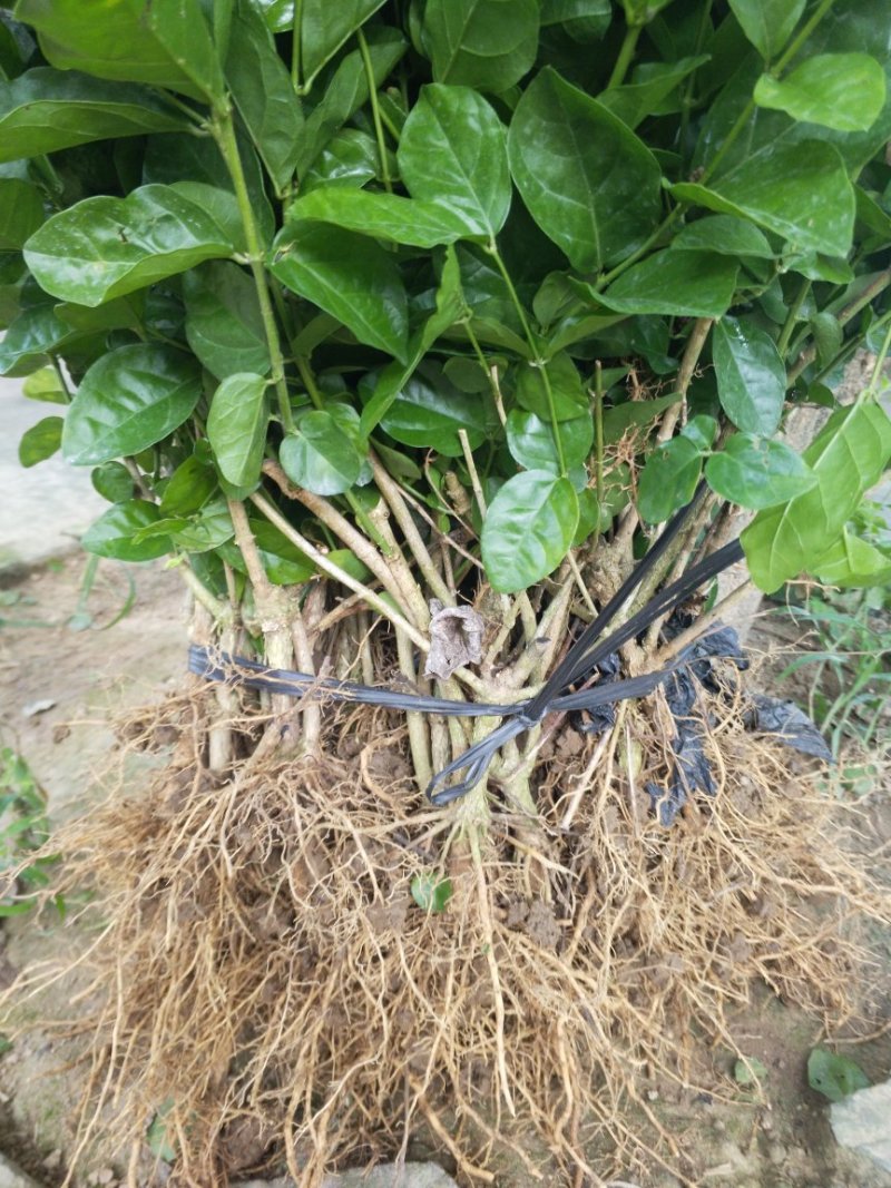 广西两年茉莉花苗带花苞发货纸箱包装发货货好