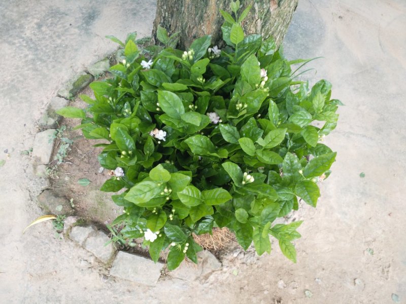 广西两年茉莉花苗带花苞发货纸箱包装发货货好