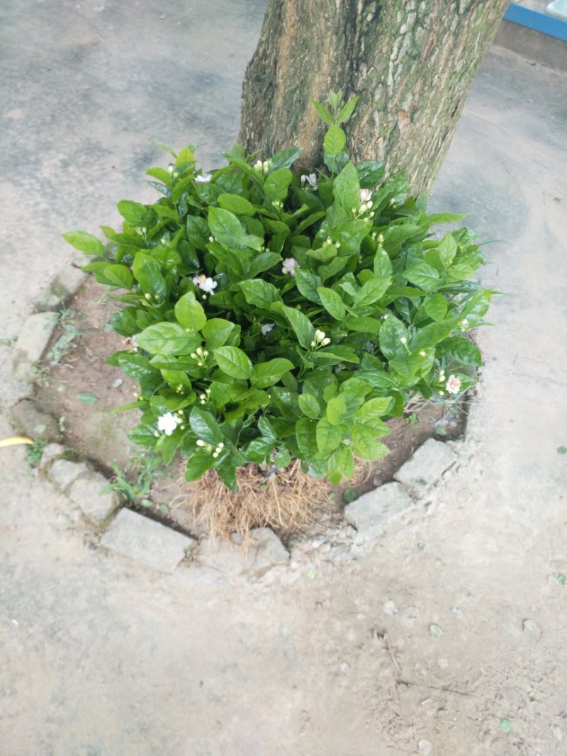 广西两年茉莉花苗带花苞发货纸箱包装发货货好
