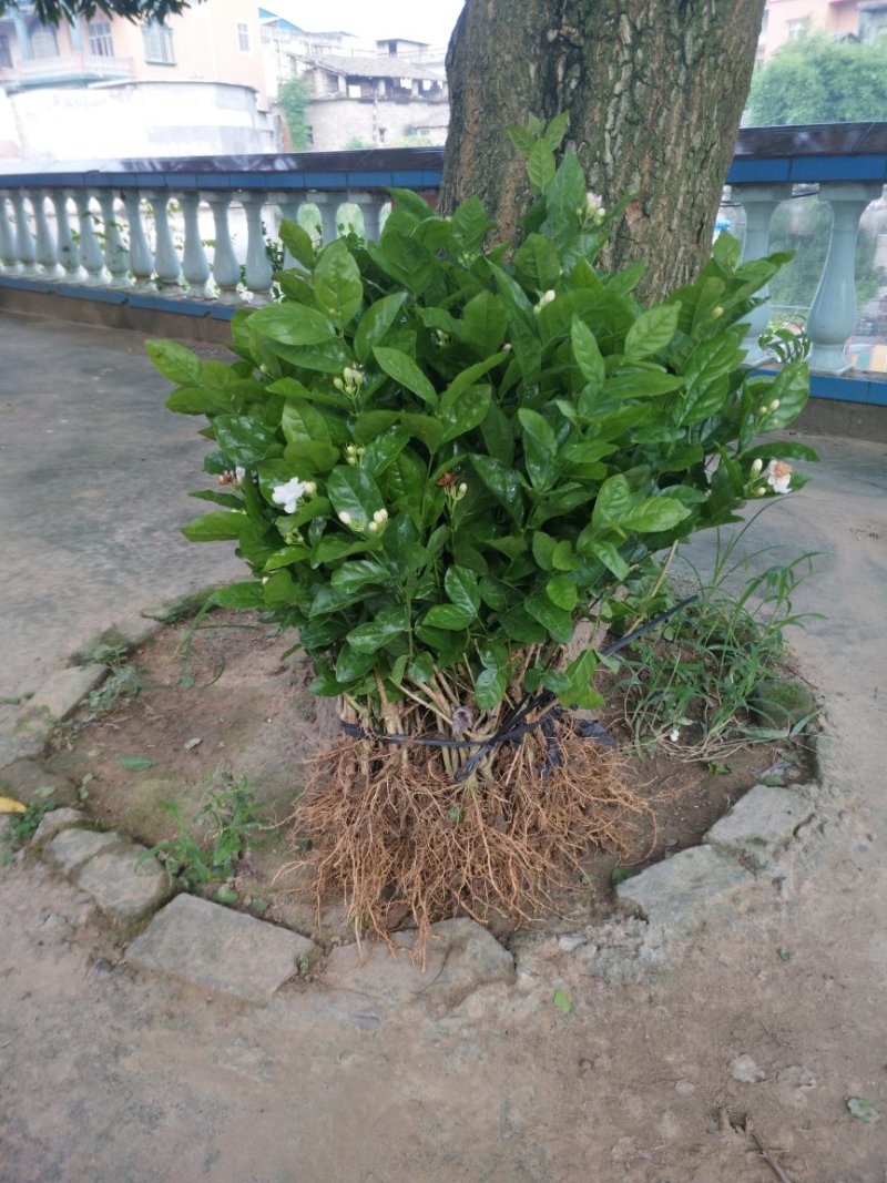广西两年茉莉花苗带花苞发货纸箱包装发货货好