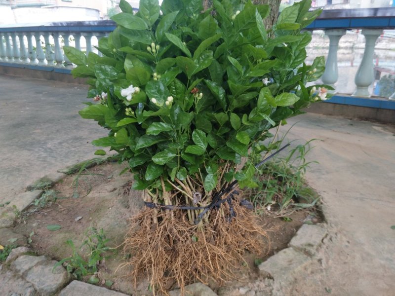 广西两年茉莉花苗带花苞发货纸箱包装发货货好