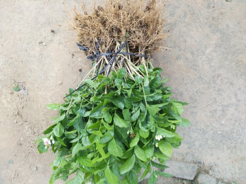 广西两年茉莉花苗带花苞发货纸箱包装发货货好
