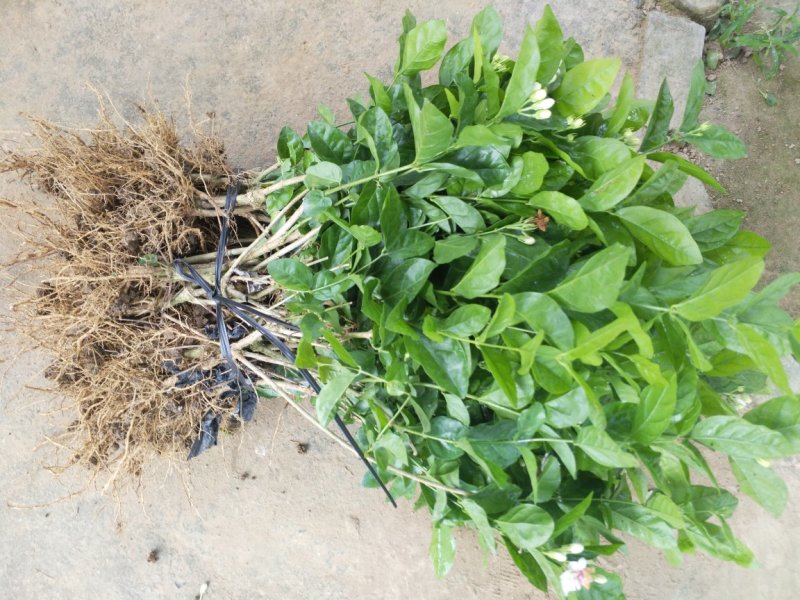 广西两年茉莉花苗带花苞发货纸箱包装发货货好
