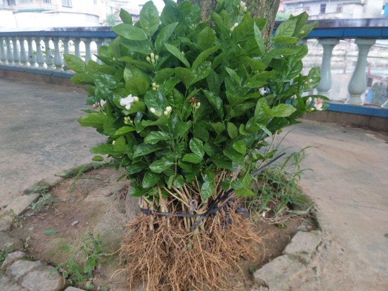 广西两年茉莉花苗带花苞发货纸箱包装发货货好