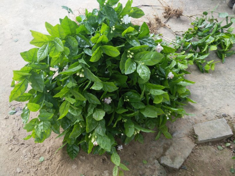 广西两年茉莉花苗带花苞发货纸箱包装发货货好