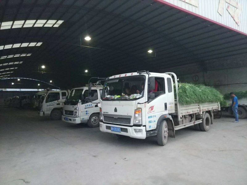 蒜薹金乡本地优质红帽蒜苔。产地发货，一手货源