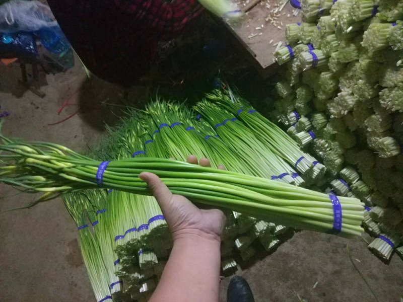 蒜薹金乡本地优质红帽蒜苔。产地发货，一手货源