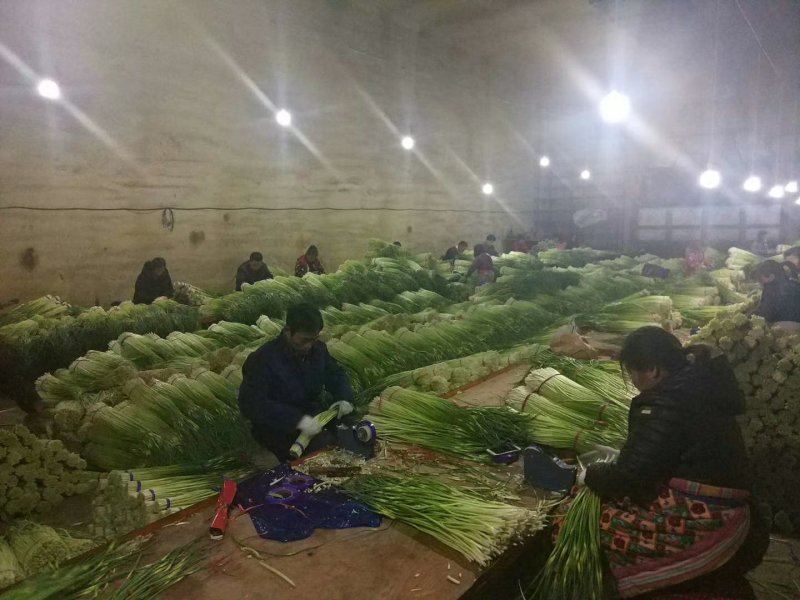 蒜薹金乡本地优质红帽蒜苔。产地发货，一手货源