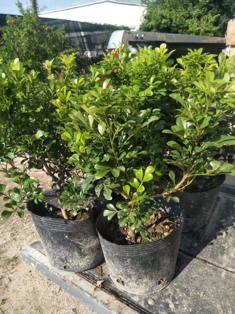 米兰花漳州基地味极香适合市销和绿化的花香**