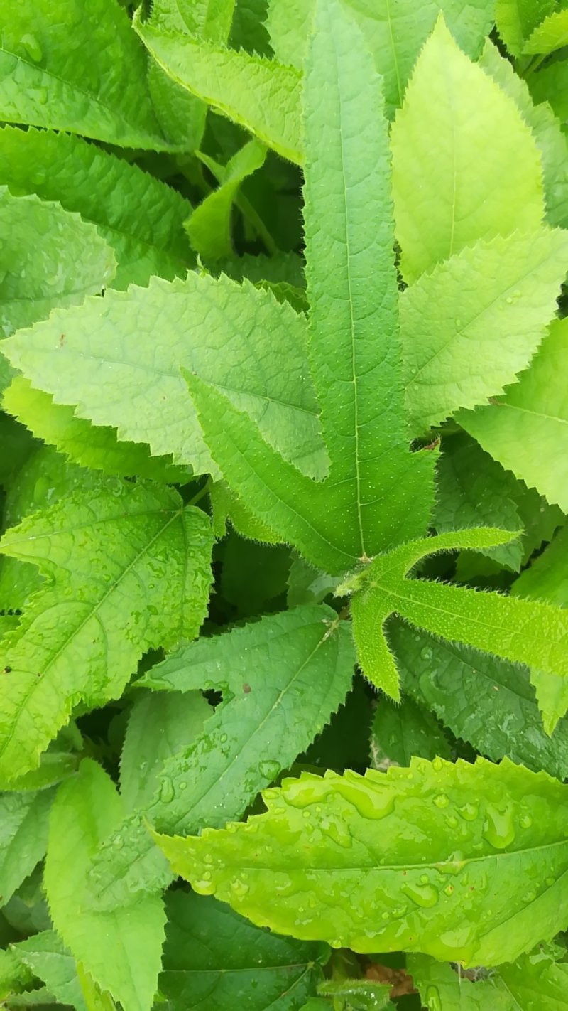 五指毛桃