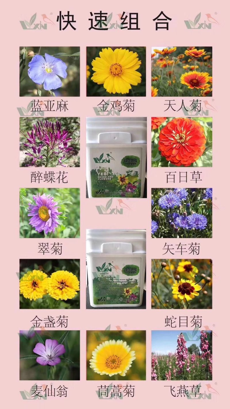 野花组合种子
