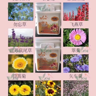 野花组合种子