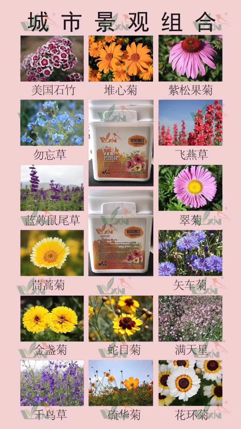 野花组合种子