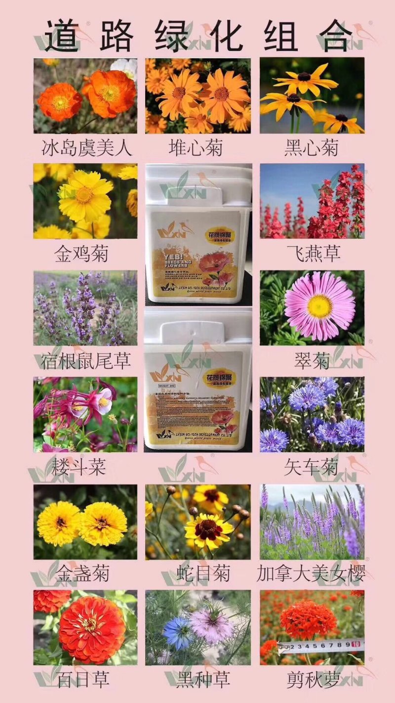 野花组合种子