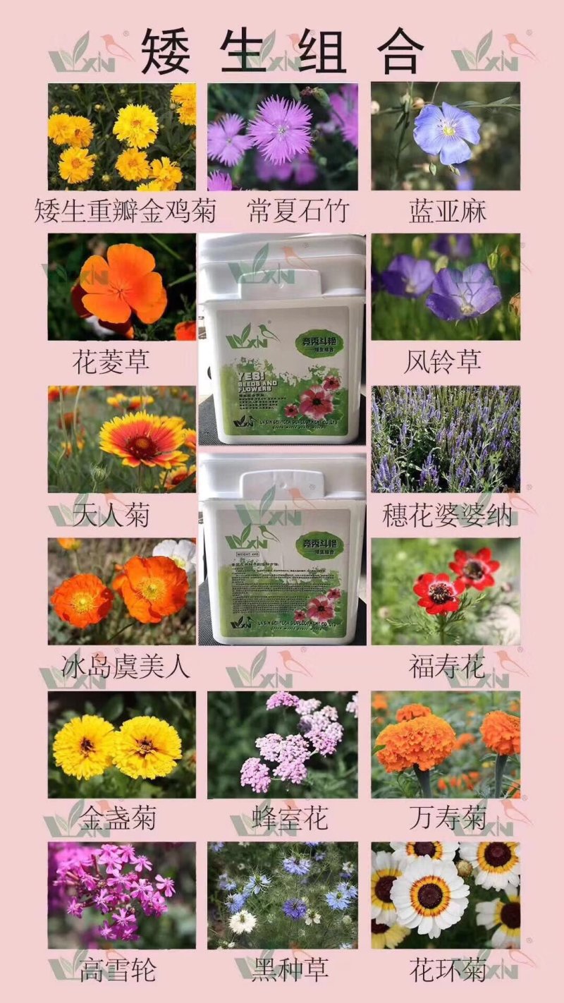 野花组合种子