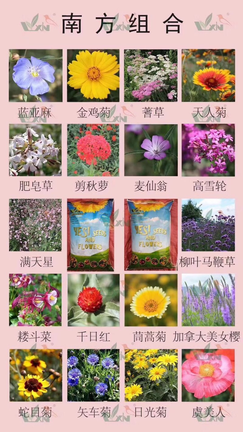 野花组合种子