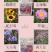 野花组合种子