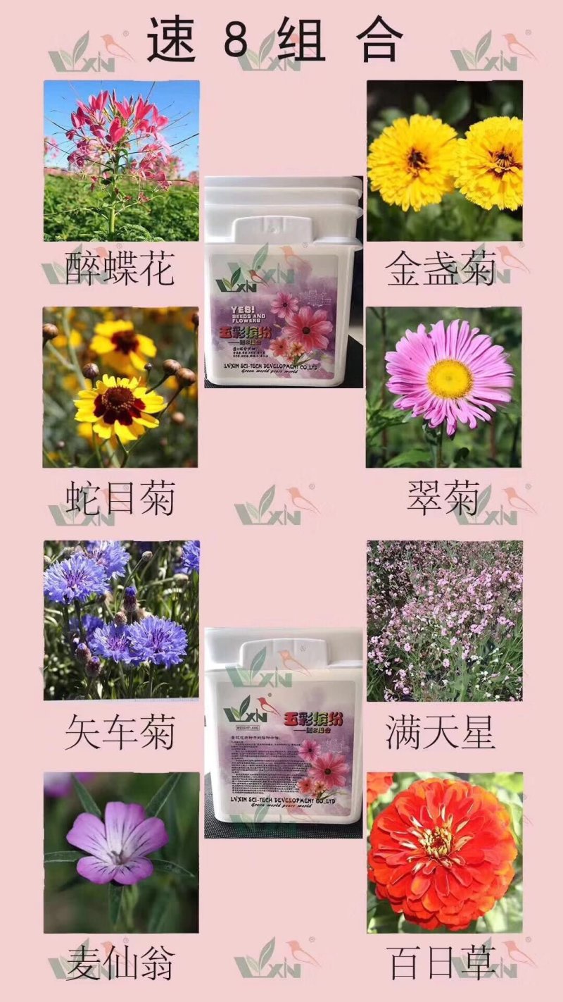 野花组合种子