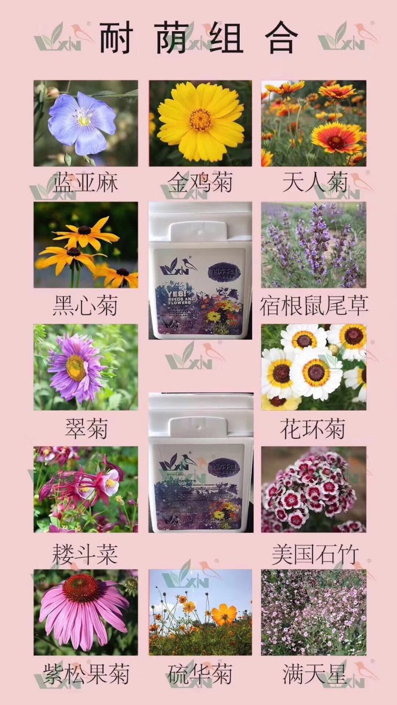 野花组合种子