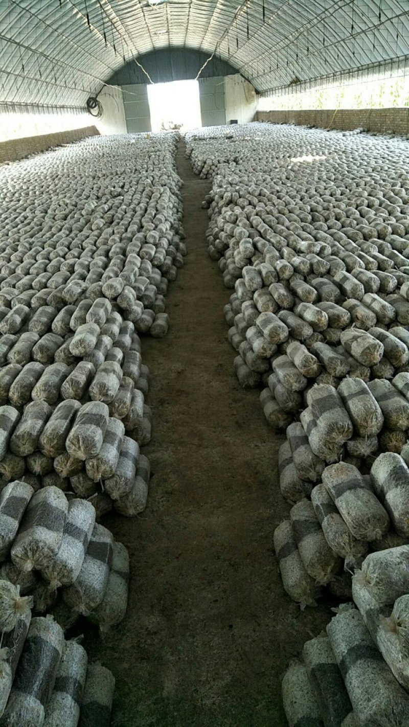 平菇菌种，栽培种，停售