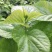 桑芽菜桑叶芽桑芽叶桑芽菜桑叶