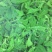 桑芽菜桑叶芽桑芽叶桑芽菜桑叶