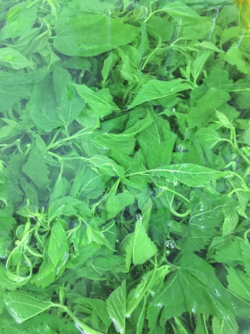 桑芽菜桑叶芽桑芽叶桑芽菜桑叶