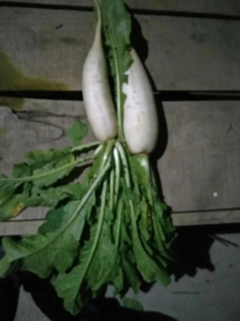 白萝卜，象牙白白萝卜，锦绣，801品种，丽雅等，，，，，