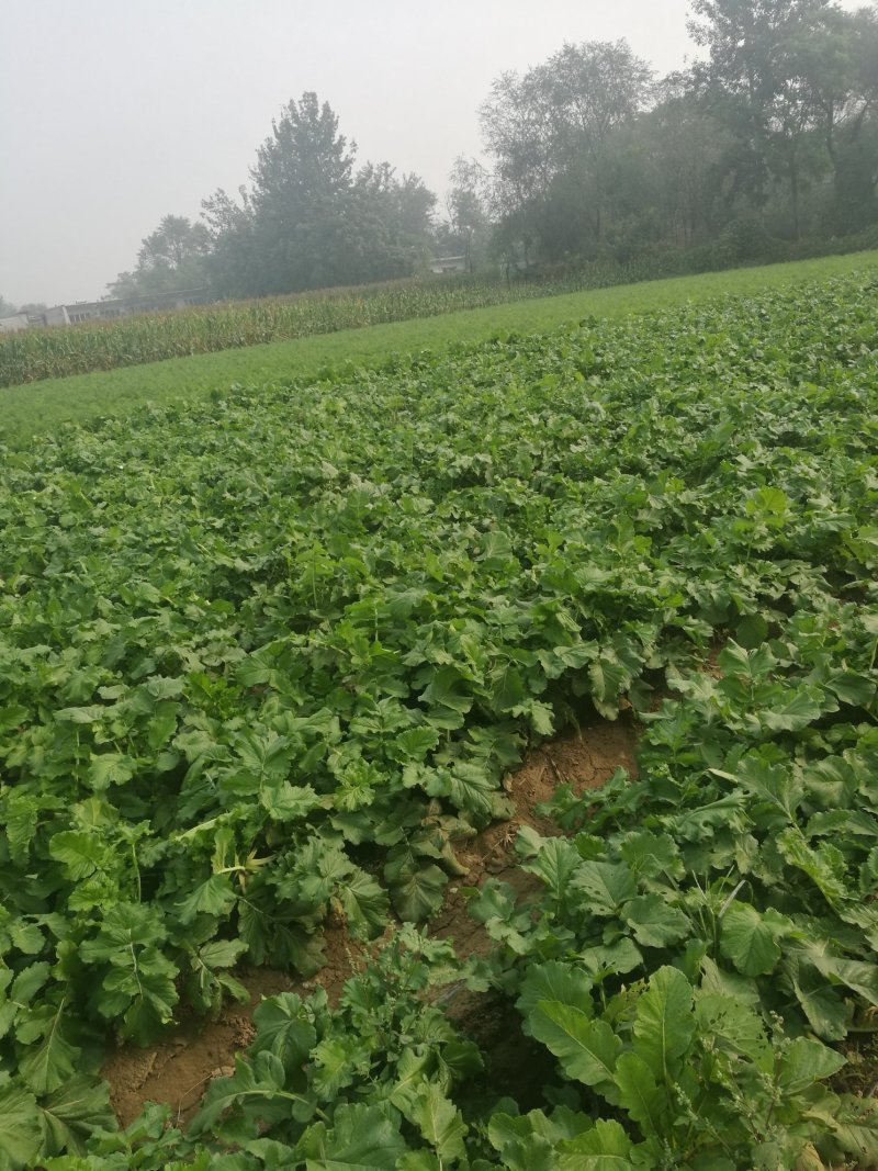 白萝卜，象牙白白萝卜，锦绣，801品种，丽雅等，，，，，